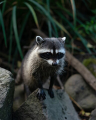 Fototapeta premium Close-up of a raccoon in its natural habitat in Stanley Park, Vancouver, British Columbia, Canada