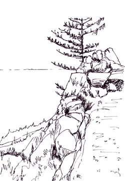 larch on the steep shore of Lake Baikal, graphic black and white drawing, travel sketch