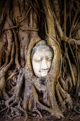 Buddha head in tree Ayutthaya - Thailand - obrazy, fototapety, plakaty