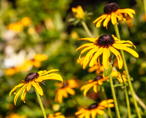 Brown eyed susan flowers in bright sunlight on a summer day in Pittsburgh, Pennsylvania, USA with a blurred background