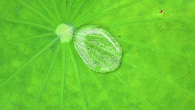 Close-up top view of water droplet rolling on the surface of green lotus leaf/ water lily pad on a windy day. Lotus effect.