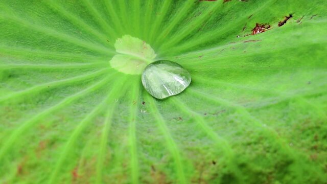 Water droplet/ raindrop with reflection on the surface of a bright green lotus leaf on a rainy day. Lotus effect. Self-cleaning surface of water lily pad.