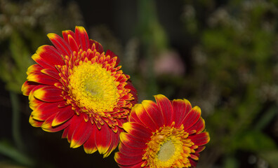 The beautiful colour and detail of the red and yellow Barberton Daisy