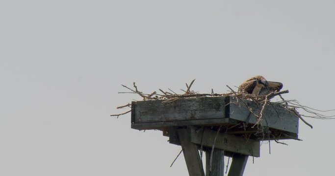 Young Osprey perched high in a nest ready to take its first flight anytime soon