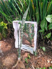 plants  and mirror in a garden