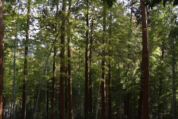 長谷寺竹藪