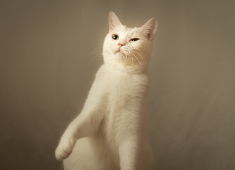 遊ぶ白猫のポートレート　しかめっ面