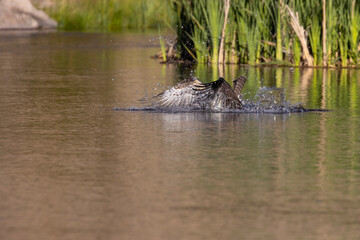 Osprey Fishing in Eleven Mile Canyon