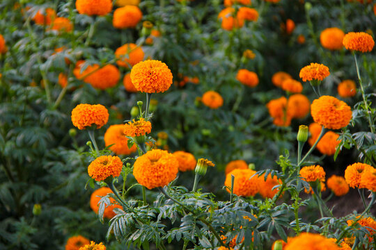 Beautiful gemitir flowers in the garden