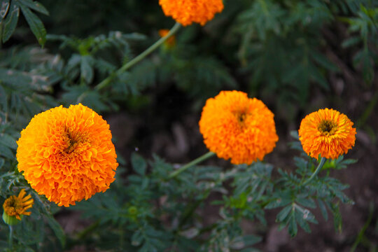 Beautiful gemitir flowers in the garden