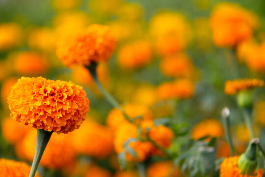 Beautiful gemitir flowers in the garden