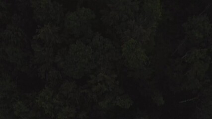 Swing up drone aerial shot from forest trees up to a bright sunset over the hillside trees at the end of a warm summer day. - Powered by Adobe