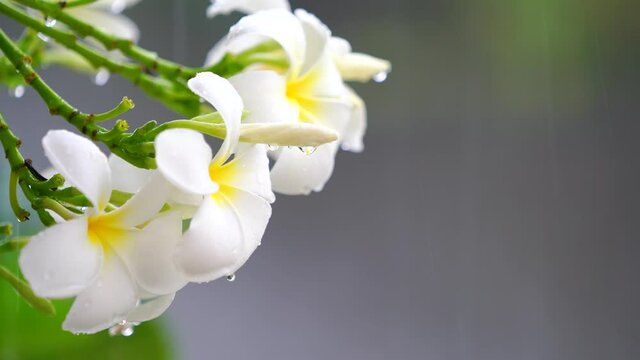 Raindrops falling on white plumeria flowers in the forest, white plumeria flowers under the sweet rain in the spring season.