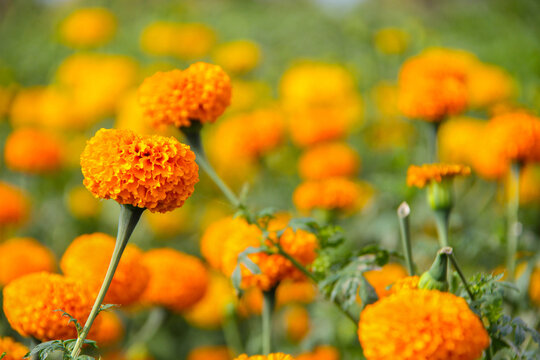 Beautiful gemitir flowers in the garden
