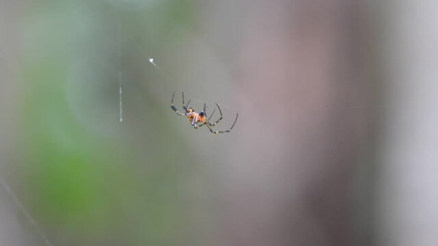 Spider in ewb waiting for pray UHD 4k Mp4.