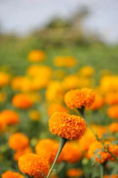 Beautiful gemitir flowers in the garden