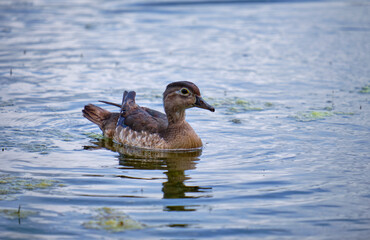 Female wood duck smimming and pond with algae cover