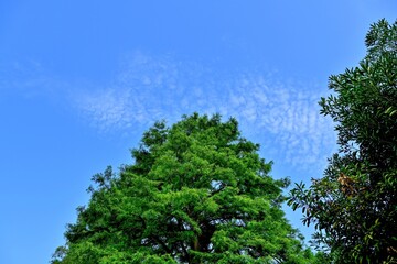 青空バックに仰ぎ見るメタセコイヤの大木＠滋賀