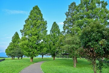 メタセコイヤ並木の夏情景＠滋賀