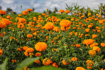 Beautiful gemitir flowers in the garden