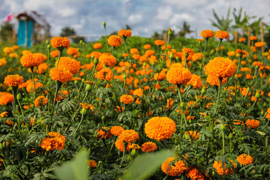 Beautiful gemitir flowers in the garden