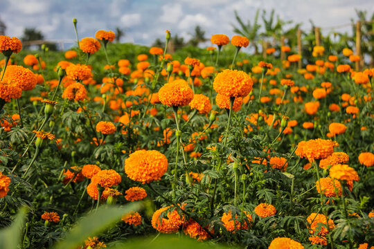 Beautiful gemitir flowers in the garden