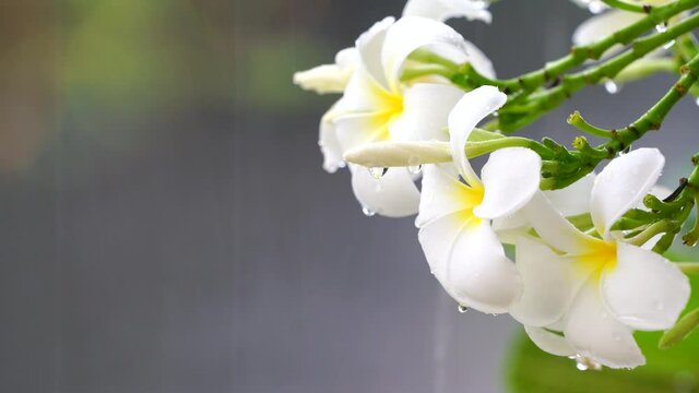 Raindrops falling on white plumeria flowers in the forest, white plumeria flowers under the sweet rain in the spring season.