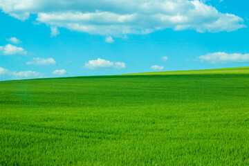 green field and blue sky