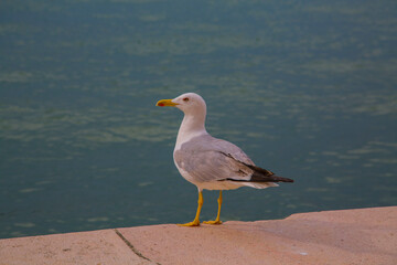 Seagull in Venice