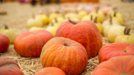 Pumpkin Patch