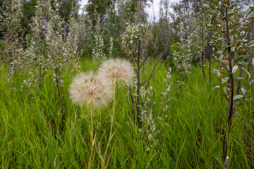 field of dandelions
