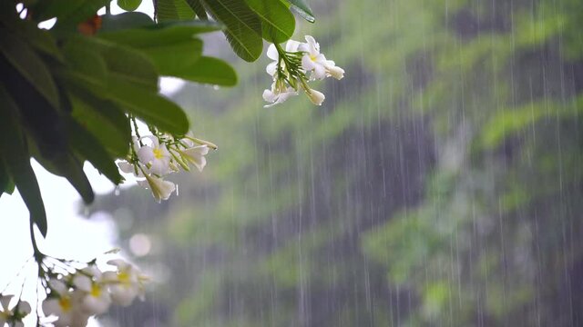 Raindrops falling on white plumeria flowers in the forest, white plumeria flowers under the sweet rain in the spring season.
