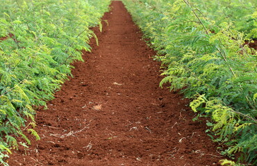 Lovely rows of fresh dirt and plants on an agricultural property