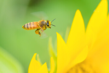 Honey Bee Pollinating on Sunflower