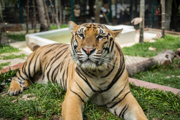 Fototapeta na wymiar Tiger Kingdom