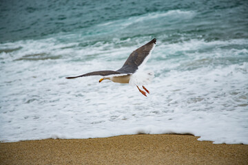 Seagull at Sea