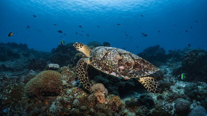 Hawksbill turtle underwater swimming on coral reef scuba diving