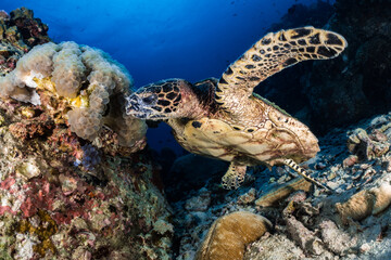 Naklejka na ściany i meble Hawksbill turtle underwater swimming on coral reef scuba diving