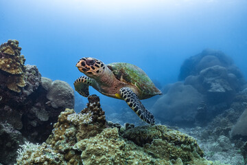 Hawksbill turtle underwater swimming on coral reef scuba diving