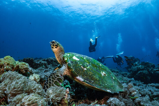 Hawksbill turtle underwater swimming on coral reef scuba diving