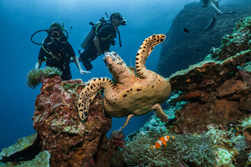Hawksbill turtle underwater swimming on coral reef scuba diving