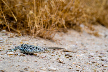 Plateau Side Blotched Lizard in Antelope Island State Park, Utah