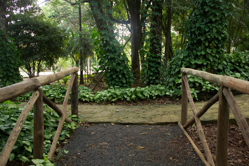 wooden bridge in the forest