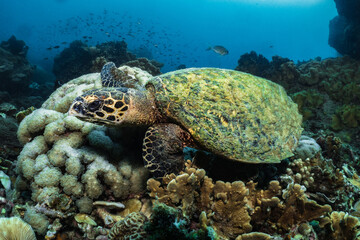 Naklejka na ściany i meble Hawksbill turtle underwater swimming scuba diving