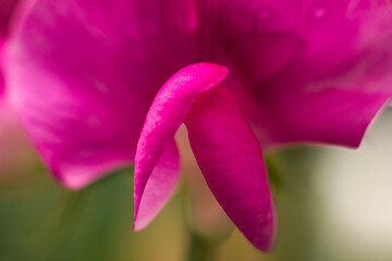 head of a flower of fragrant peas. flower petals are similar to a woman's genitals. High quality...