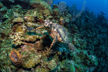 Fototapeta na wymiar Hawksbill turtle underwater swimming on coral reef scuba diving