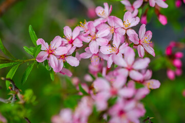 Flowering pink almonds