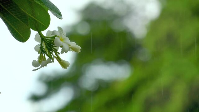 Raindrops falling on white plumeria flowers in the forest, white plumeria flowers under the sweet rain in the spring season.