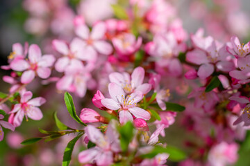 Flowering pink almonds