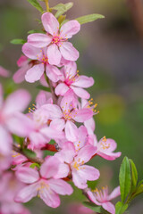 Flowering pink almonds
